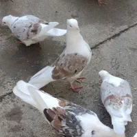 کبوتر|پرنده|چگنی, |دیوار