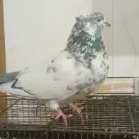 کبوترماده کله دم سبز