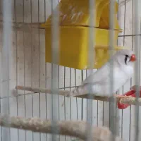 فروش تعدادی فنچ و مرغ عشق|پرنده|فردیس, فرامرزیه|دیوار