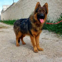 ژرمن نر پا خرگوشی