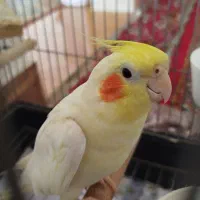 پرنده