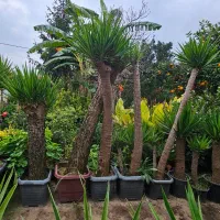 فروش یوکا تنه، بن سای  و شمشاد طلایی|گل و گیاه طبیعی|تهران, درختی|دیوار