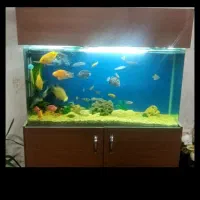 اکواریوم درحد نوشرکتی شیشه خم همراه میز ام دی اف|ماهی|زنجان, |دیوار