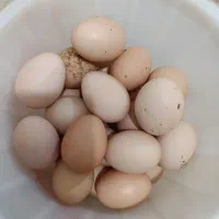 تخم مرغ مخلی