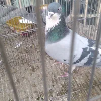 دمگیر|پرنده|اصفهان, پوریای ولی|دیوار