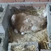 بوقلمون کرچ محلی اصیل