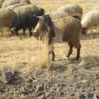 بزغاله نر پاکستانی|حیوانات مزرعه|کوزران, |دیوار