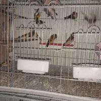 سهره نر|پرنده|ایذه, |دیوار