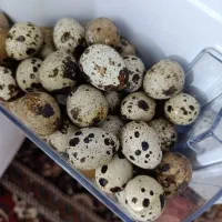 تخم بلدرچین|خوردنی و آشامیدنی|نیشابور, هفده شهریور|دیوار