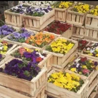 خدمات باغبانی و سمپاشی با ضمانت و فاکتور