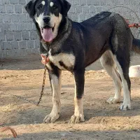 سگ ماده پژدر اصیل عراقی