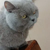 واگذاری گربه اسکاتیش