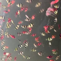 ماهی مولی گوپی تایگر