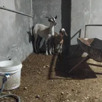 بز سومالی