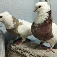 طوقی ودم سیاه