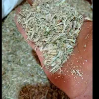 کاه نخود مال امسال..سه تریلی .۳۰تا شلیت