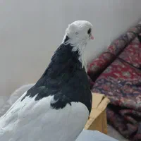 کبوتر طوقی|پرنده|شهرکرد, |دیوار