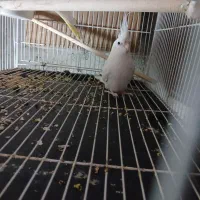 بی جواب|پرنده|آزادشهر, |دیوار