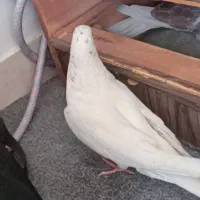 کفتر|پرنده|همدان, |دیوار