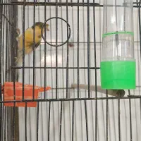 تعدادی قناری|پرنده|رشت, منظریه|دیوار