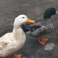 اردک|حیوانات مزرعه|تهران, منیریه|دیوار