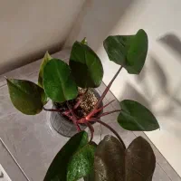 گلها فروشی|گل و گیاه طبیعی|خاش, |دیوار