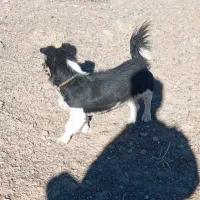 پاپی اتوبوسی 5000000میلیون