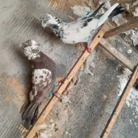 کفتر درجه یک ضمانتی