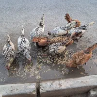 تعدادی مرغ وخروس مینیاتوری به ضمانت سالم