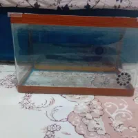 اکواریوم‌شیشه‌خم