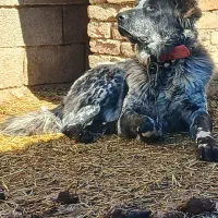 نره ۳ساله آدمی جونوری