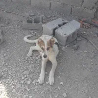دوتا توله سرابی سه ماهه