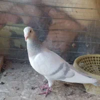 نر لایه پلنگ