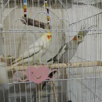 عروس هلندی|پرنده|جوادآباد, |دیوار