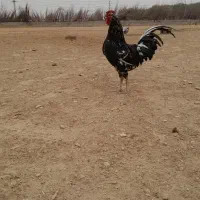 تخم مرغ نطفه دار از مولدین درجه یک