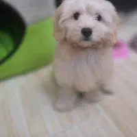 واگذاری پودل کراس رایگان