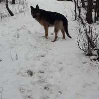سگ ژرمن