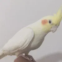 عروس هلندی نر
