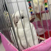 عروس هلندی سه تا عروس هلندی|پرنده|ری, علایین|دیوار