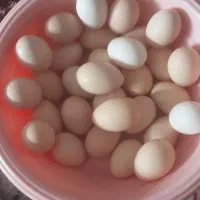 تخم مرغ محلی درجه یک وتازه|خوردنی و آشامیدنی|دزفول, |دیوار