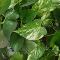 جویای کار پاره وقت