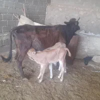 گاو با دوتا گوساله