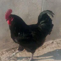 خروس سیاه مشکی مرغ سفید زنده قربانی چشم زخم سلامتی|حیوانات مزرعه|تهران, جیحون|دیوار