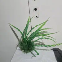 گل مصنوعی آکواریوم|ماهی|ارومیه, |دیوار