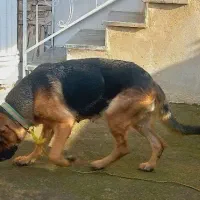 ژرمن خالص و اصیل