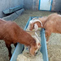 چبش و بزغاله پرواری