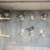 کبوتر پلاکی مسافتی