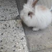 خرگوش|موش و خرگوش|بروجرد, |دیوار