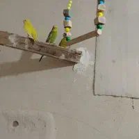 مرغ عشق با ماهی اکواریوم گوپی مولی هر ماهی