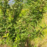 فروش باغ|فروش زمین و ملک کلنگی|زنجان, |دیوار